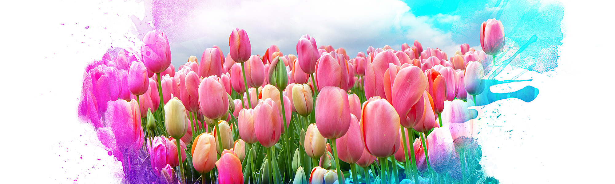 A field of pink tulips